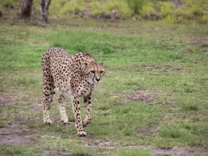 Tenikwa Wildlife Rehabilitation & Awareness Centre
