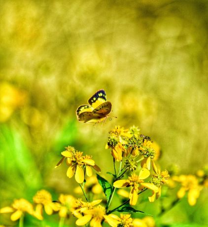 John James Audubon State Park