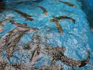 Shibetsu Salmon Park