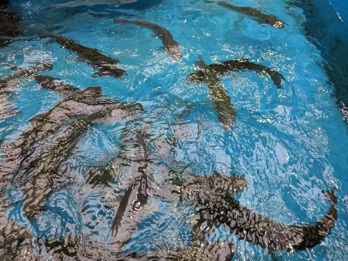 Hotel dekat Shibetsu Salmon Park