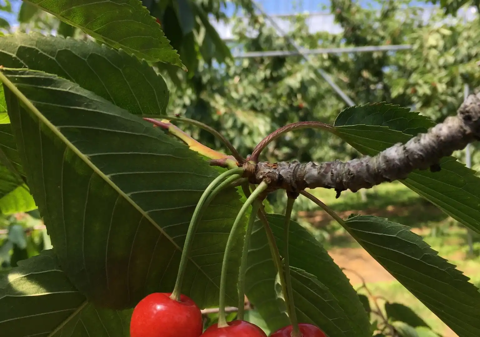 Hotels near Hamada Marutome Fruits Gaden