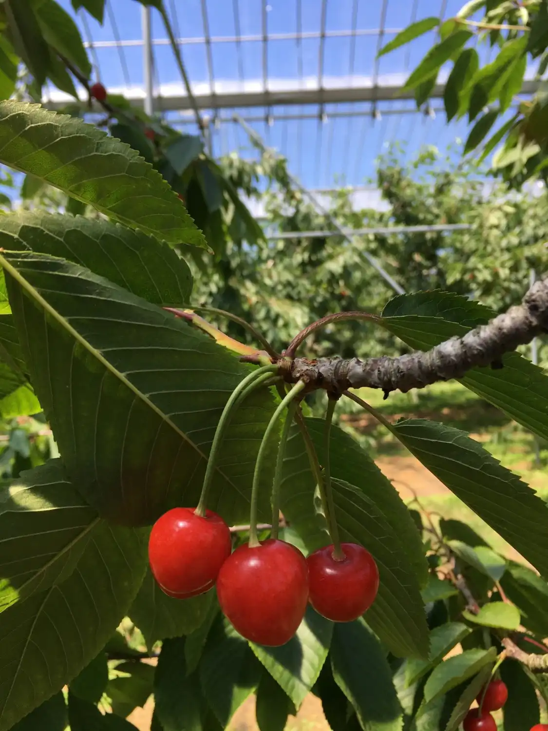 Hotels near Hamada Marutome Fruits Gaden