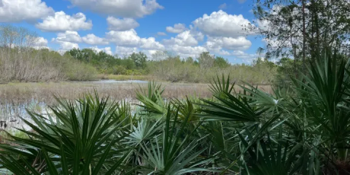 Prairie Pines Preserve