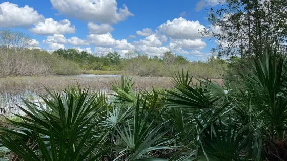 Prairie Pines Preserve