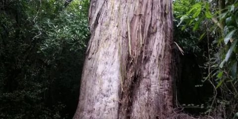 Talbot Forest Scenic Reserve