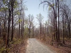 Daltonganj Hill Forest
