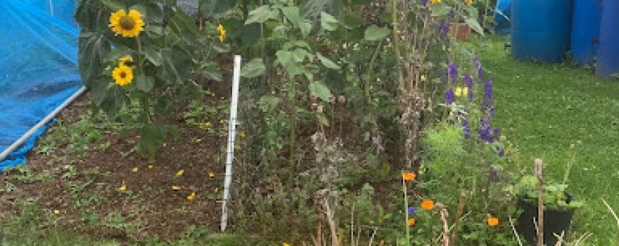 Peasedown allotments