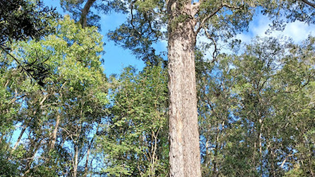 Dalene Matthee Big Tree & Memorial