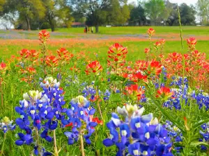 Hohlt Park