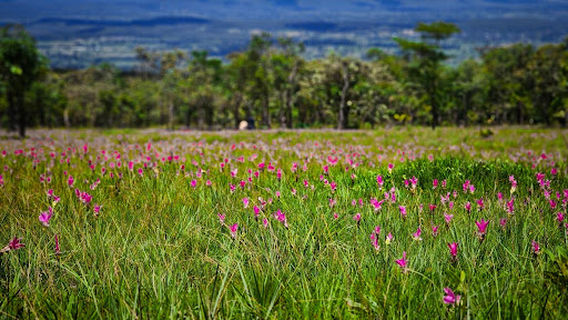 ทุ่งบัวสวรรค์1 อุทยานแห่งชาติไทรทอง หนองบัวระเหว ชัยภูมิ