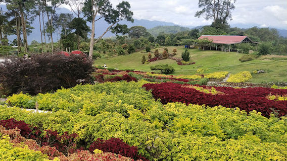 Taman Bunga Puncak Tonang