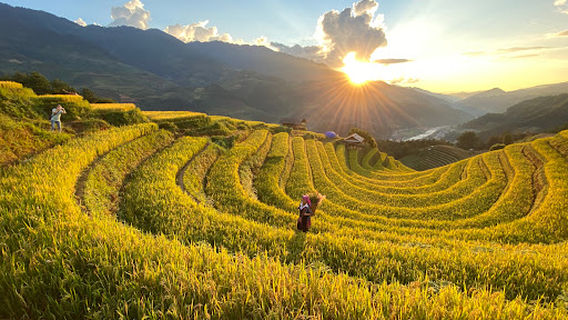 Móng ngựa Mù Cang Chải