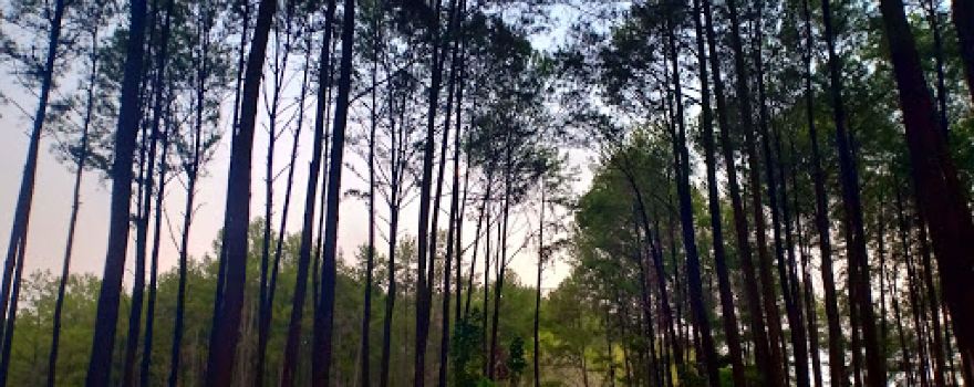Hutan Pinus Gumiwang Lor
