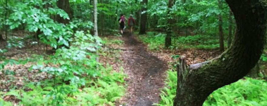 Kay Wood Shelter