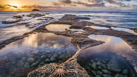 Muriwai