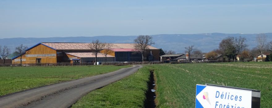 Labyrinthe de maïs de la Ferme des Délices Foréziens