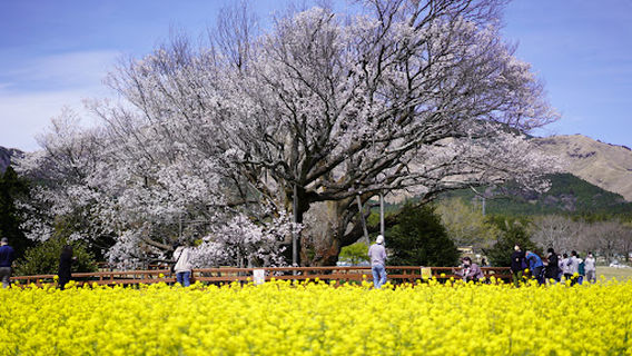 Isshingyo Sakura Tree