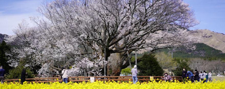 Isshingyo Sakura Tree
