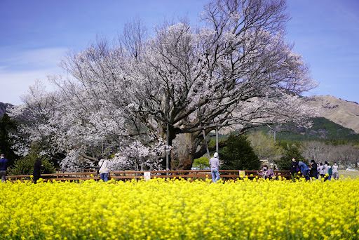 Isshingyo Sakura Tree