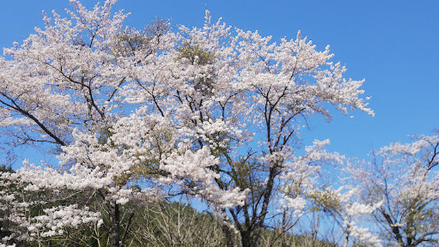 Sekiguchi Shrine