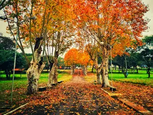 Fenarroz Da Park
