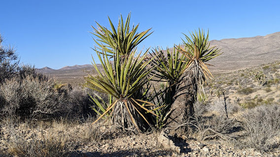 Goodsprings Trailhead