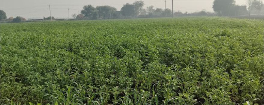 Surendra Pathak farm house