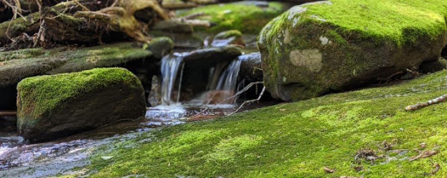 Townshend State Forest