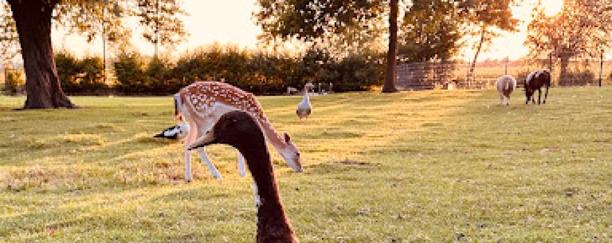 Kinderboerderij Hertenkamp Maasland