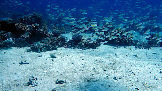 Islands dive site