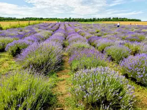 Gradina de Lavanda