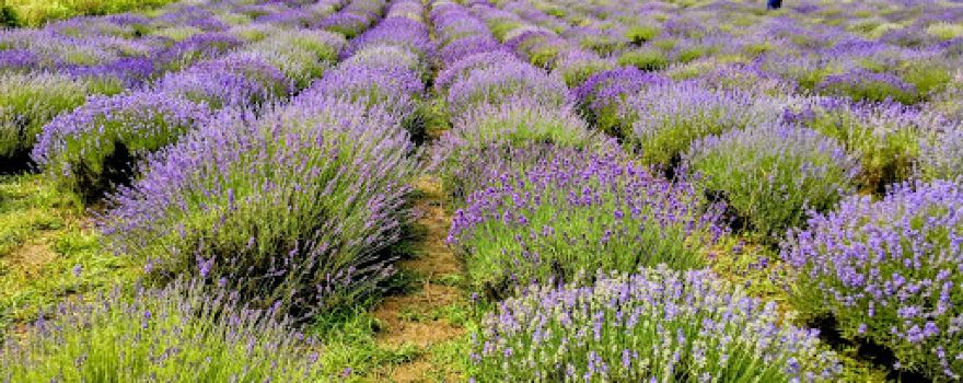 Gradina de Lavanda