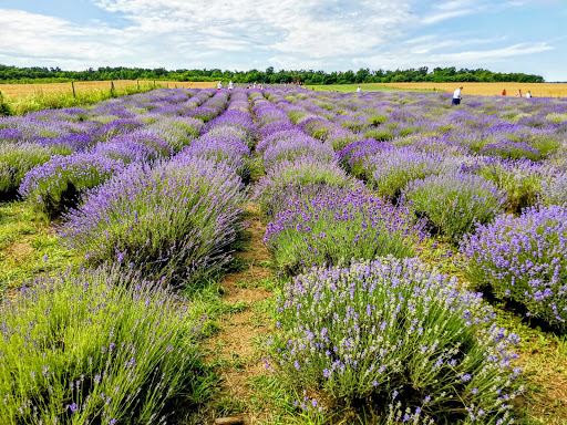 Gradina de Lavanda