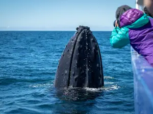 Sapphire Coastal Adventures