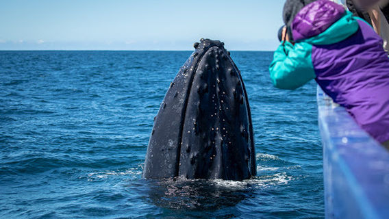 Sapphire Coastal Adventures