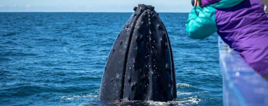 Sapphire Coastal Adventures