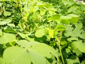 Jamaldaha Social Forest