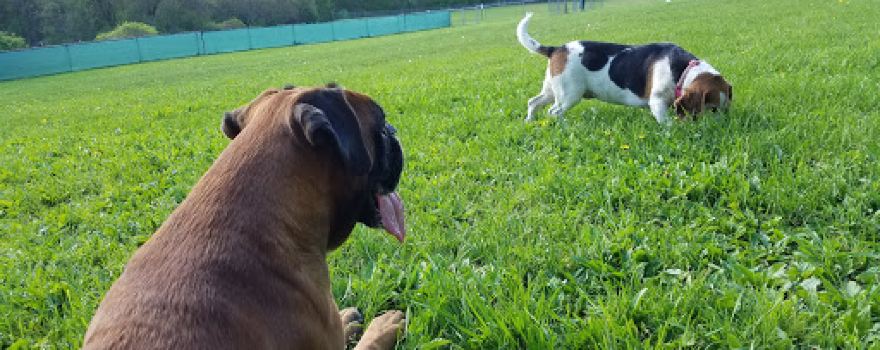 French Dog Park