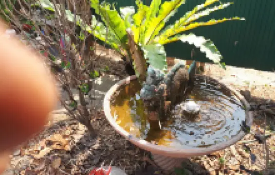 【泰國湄林】眼鏡王蛇表演