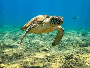 MolaMola Diving Center (Al Mouj) - Best Snorkeling & Scuba Diving Center in Muscat, Oman