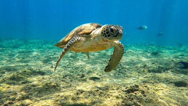 MolaMola Diving Center (Al Mouj) - Best Snorkeling & Scuba Diving Center in Muscat, Oman