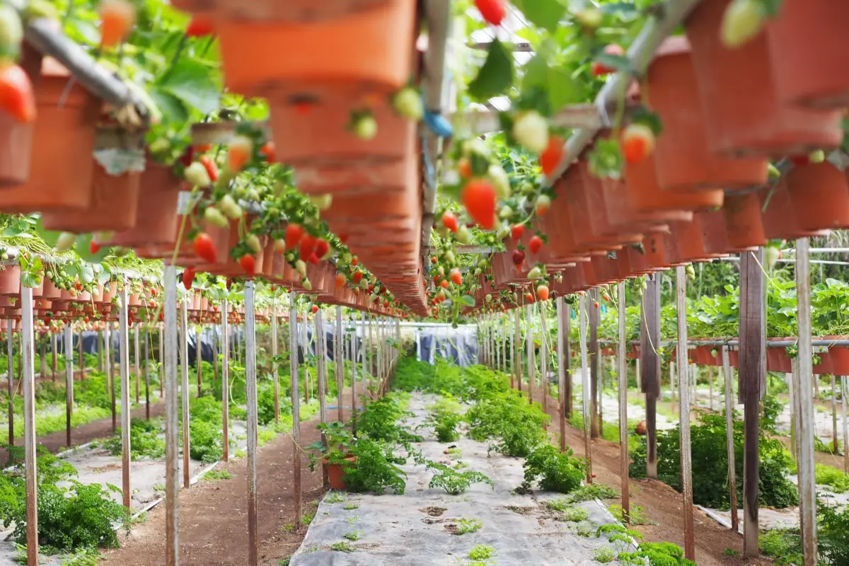 Strawberry farm