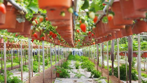 Big Red Strawberry Farm