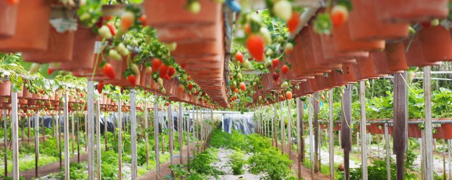 Big Red Strawberry Farm