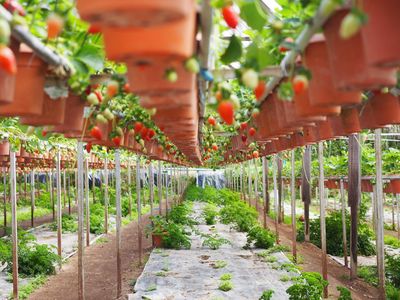 Big Red Strawberry Farm