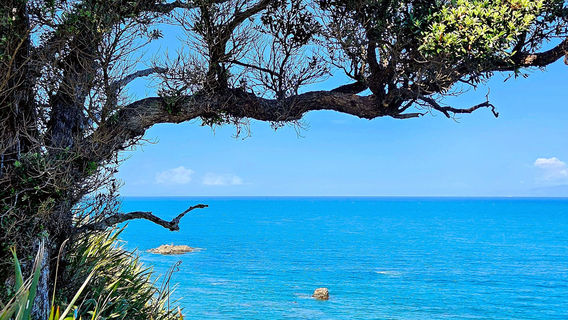 Tawharanui Regional Park