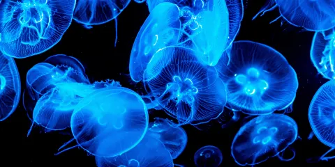 塞維利亞水族館