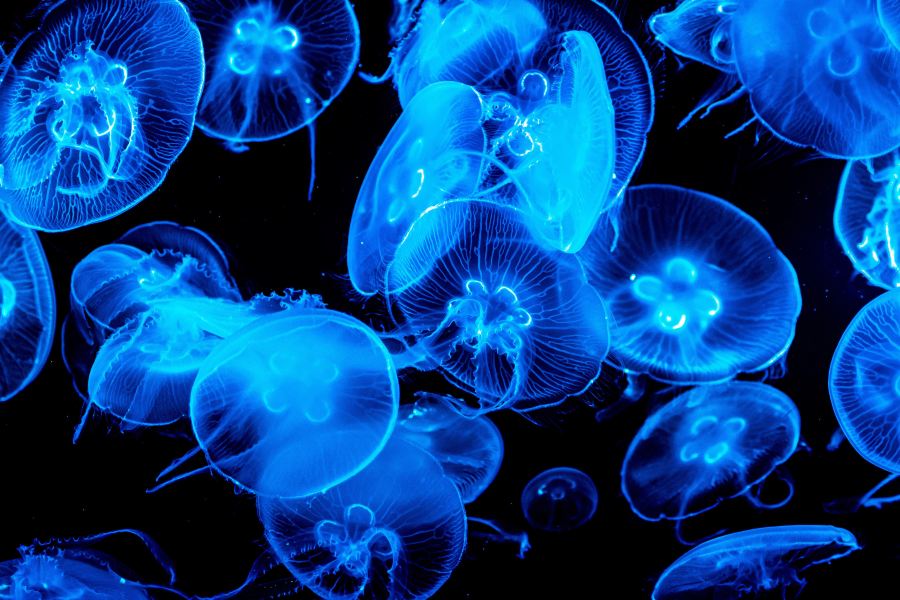 塞維利亞水族館