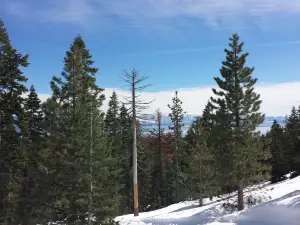 Tahoe Cross Country