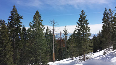 Tahoe XC